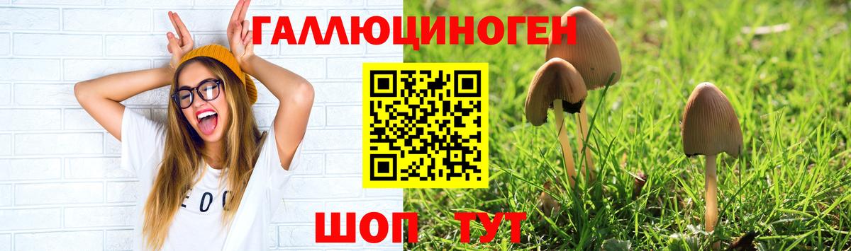 Псилоцибиновые грибы Psilocybe Чайковский